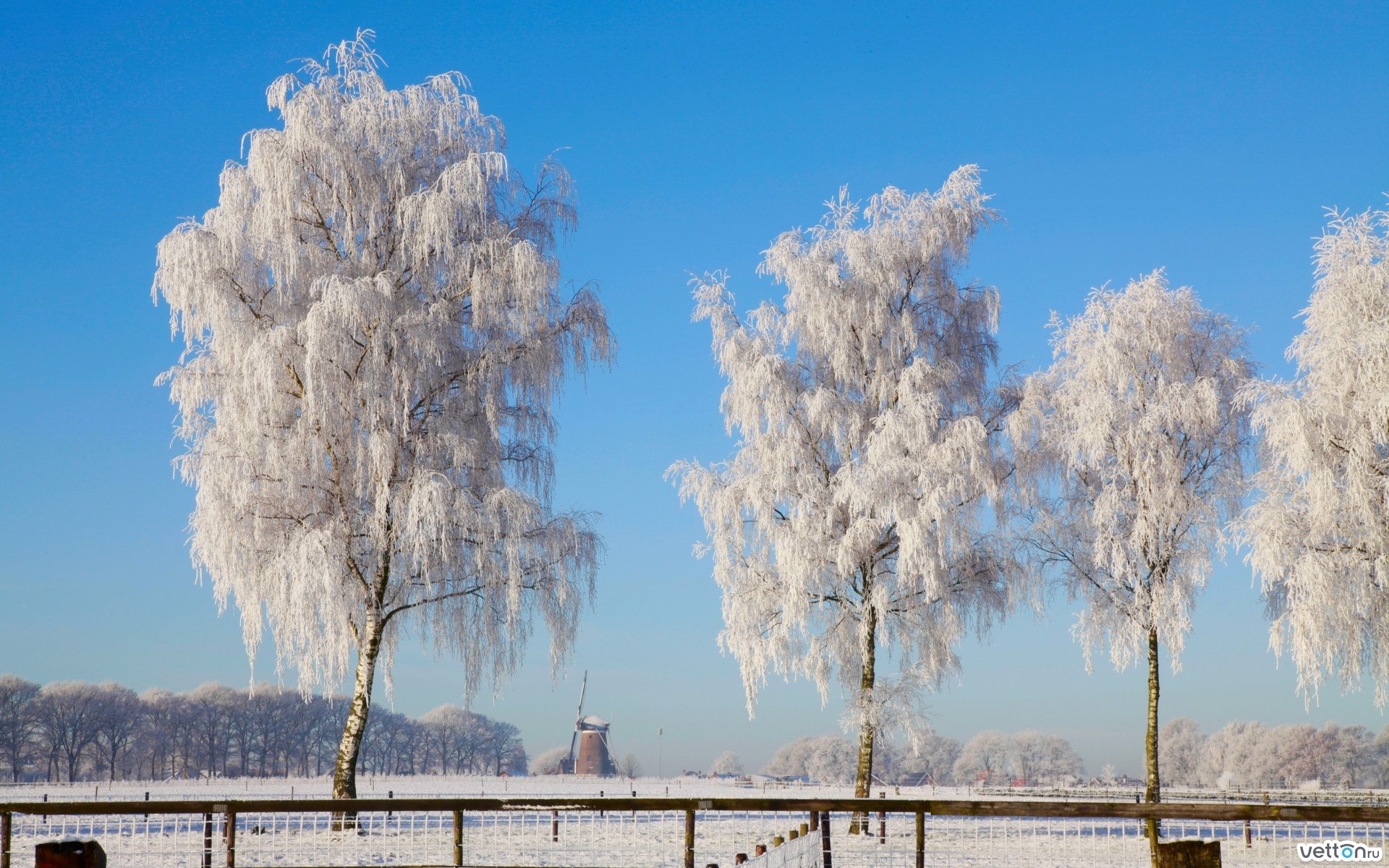 Фото белой березы