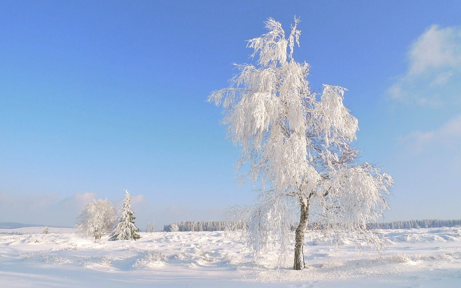 Фото белой березы