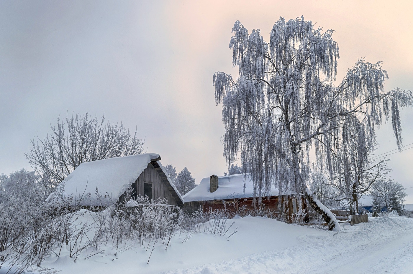 Белая береза картинки