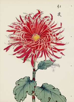 Японская хризантема рисунок