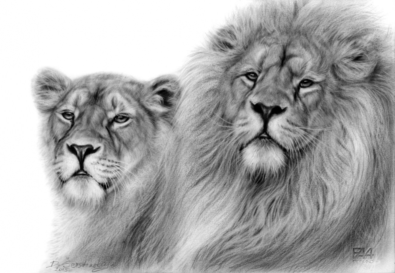 Рисунок белого льва. Лев карандашом. Лев и львица рисунок. Львица рисунок карандашом. Лев и львица карандашом.