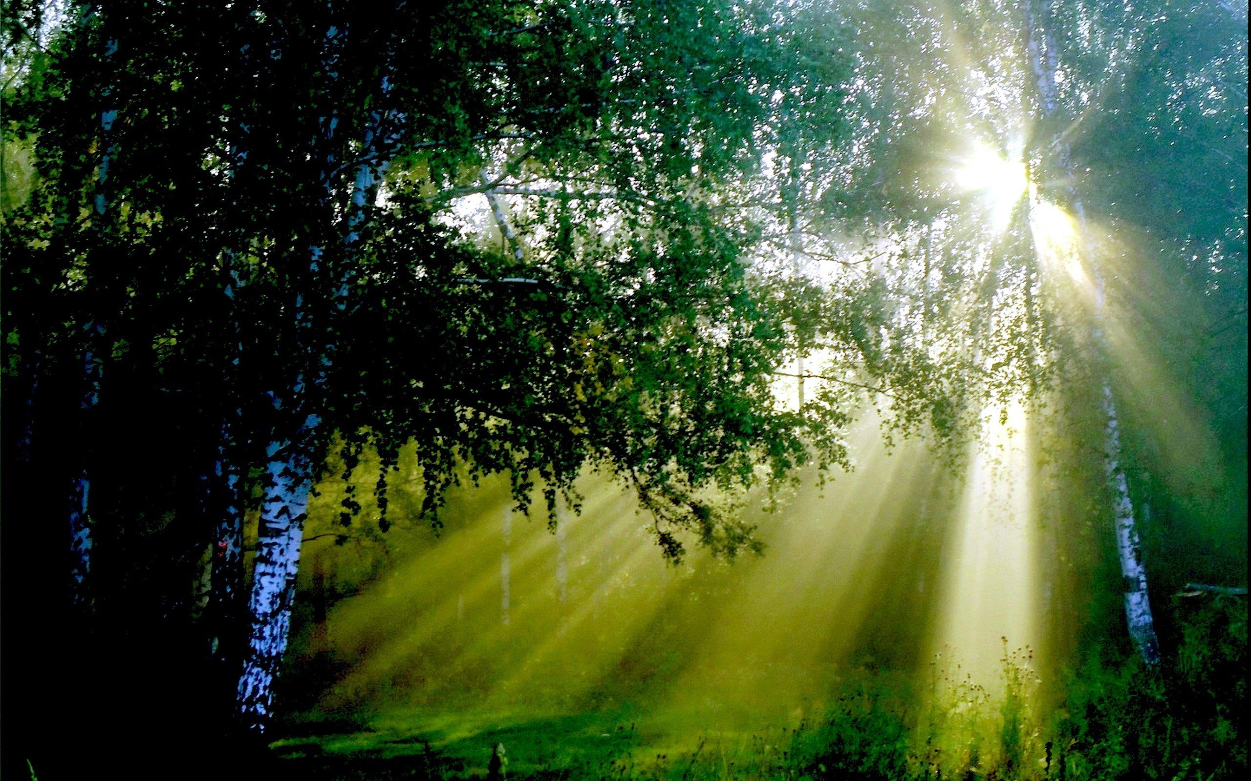 Звуки природы днем. "Солнце в лесу". Григ утро фото.
