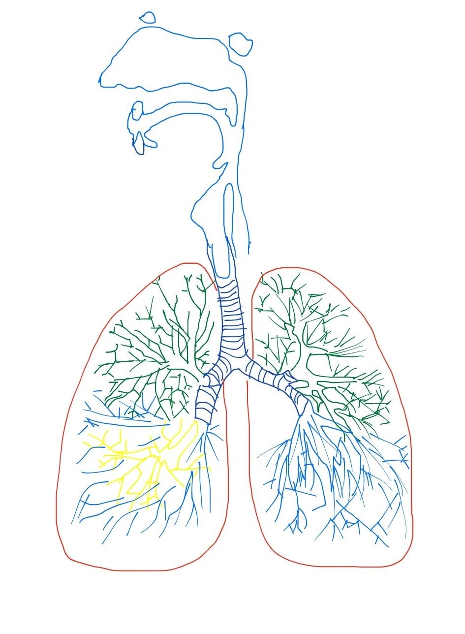 Легкие картинки. Дыхательная система человека. Рисунок легких человека. Дыхательная система лёгкие.