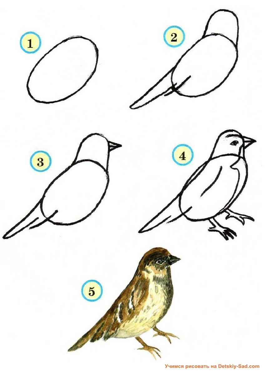 Рисуем птичку поэтапно для детей 1 класса