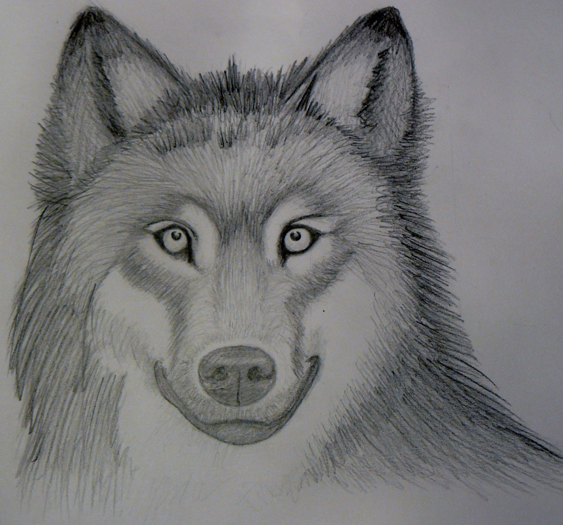 Нарисовать животных простым карандашом. Рисунки Волков. Красивые рисунки карандашом. Красивые рисунки волка. Волк простым карандашом.