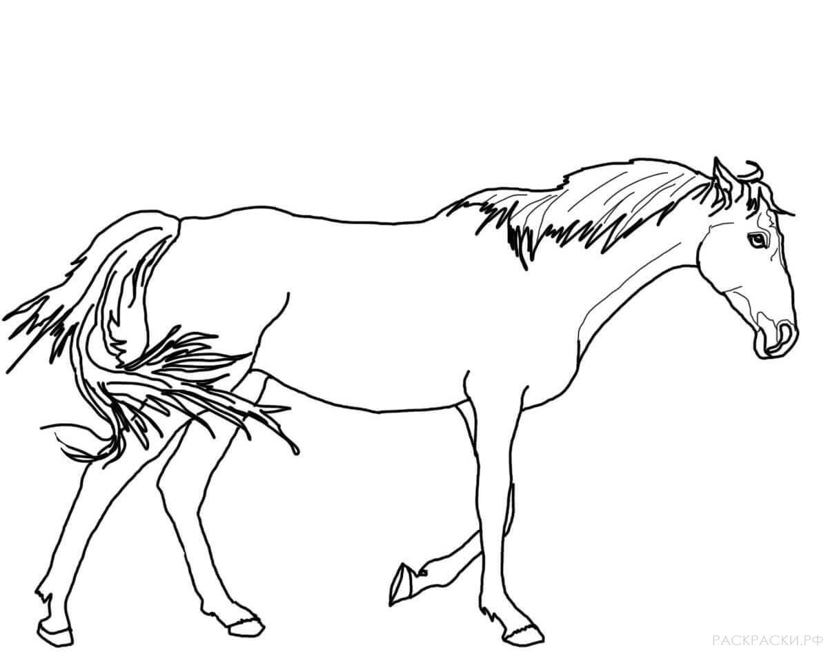 Раскрасить лошадку. Раскраска. Лошади. Раскраска конь. Лошадь раскраска для детей. Раскраски лошадки для девочек.