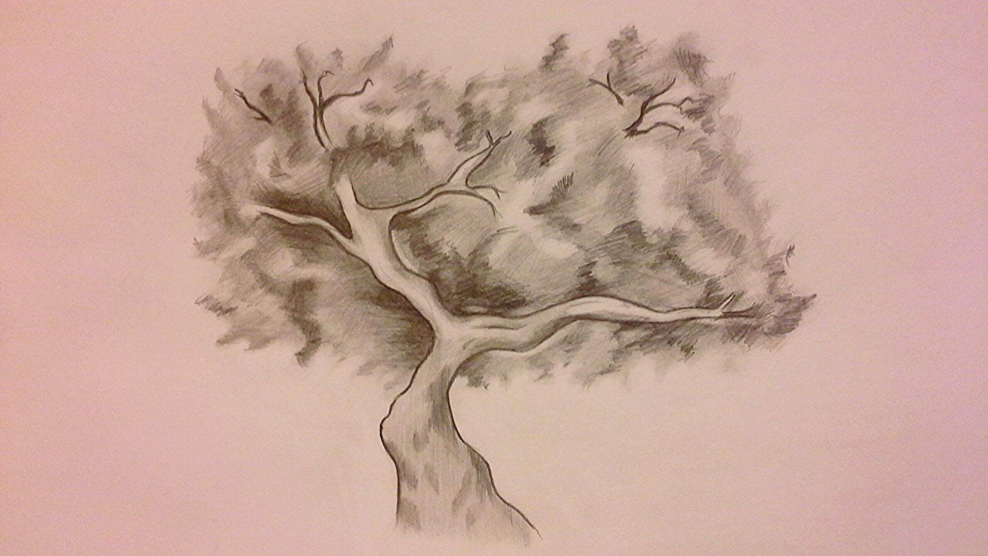 Как рисовать дерево. Дерево карандашом. Дерево рисунок карандашом. Красивое дерево карандашом. Красивое дерево рисунок карандашом.