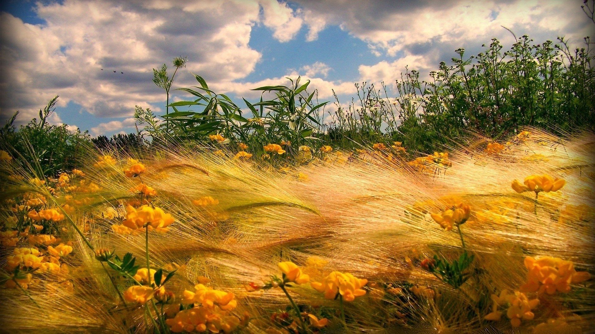 Поле с желтыми цветами. Август пейзаж. Яркая природа. Осенний луг.