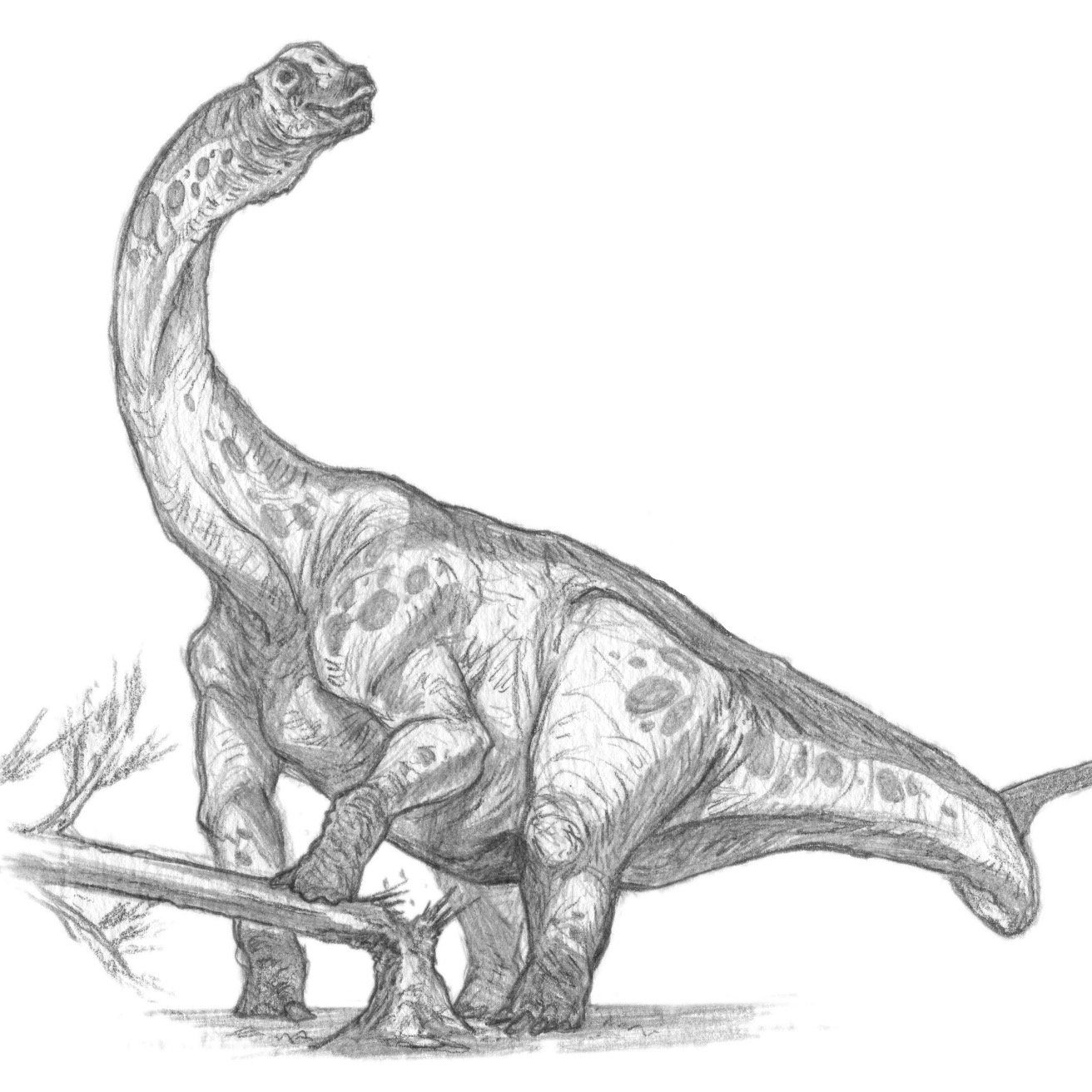 Картинки динозавров нарисовать. Динозавр карандашом. Динозавр рисунок карандашом. Динозавры карандашом для срисовки. Рисунки динозавров для срисовки.