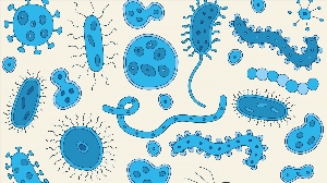 Рисунки бактерий