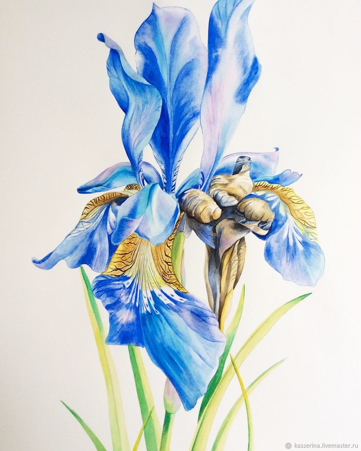 Arc iris graphics. Ботанический скетчинг Ирис. Azul Ирис. Ирис синий. Ирисы живопись.