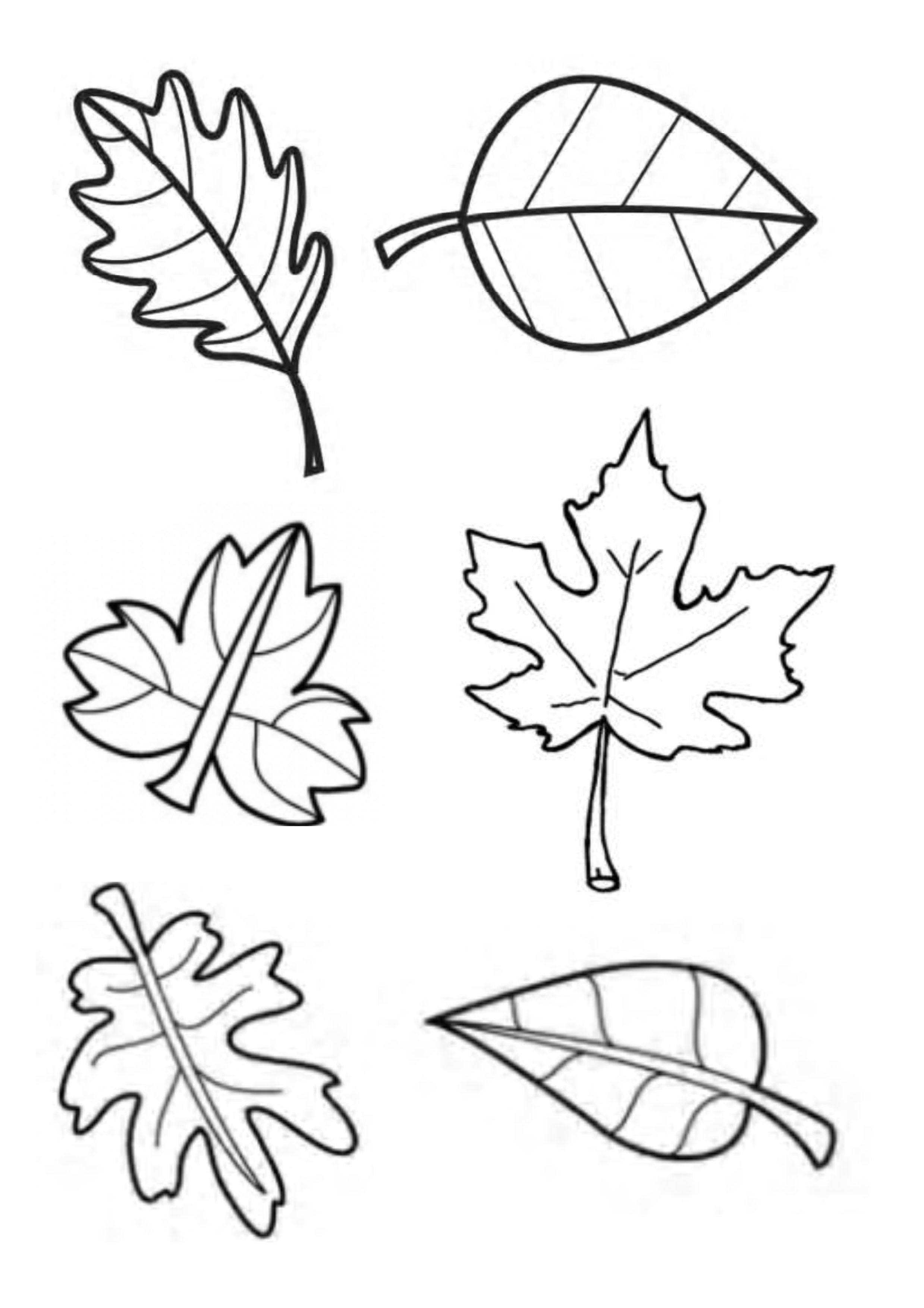 Красивые шаблоны листьев. Шаблоны осенних листьев. Трафареты осенних листьев. Листья трафарет для вырезания. Трафареты весенних листьев.
