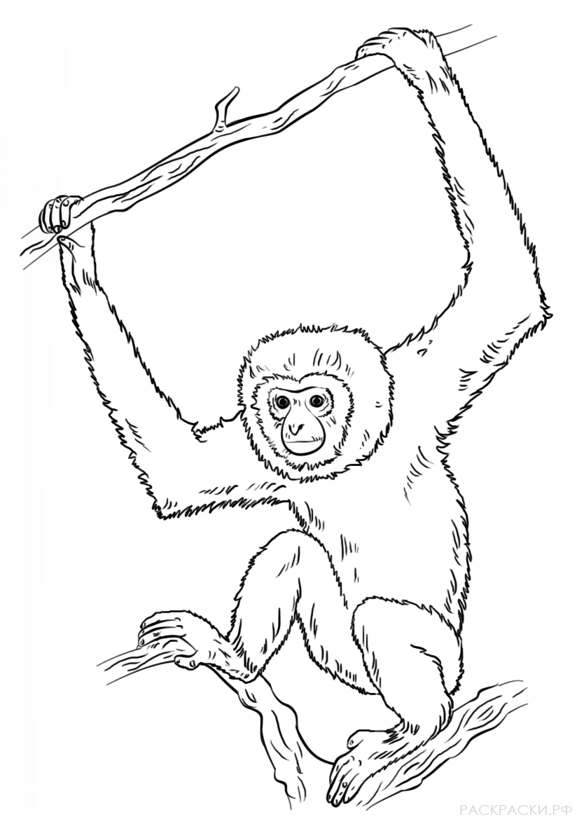 Рисунок обезьяны карандашом. Обезьяна рисунок карандашом. Обезьяна раскраска. Обезьяна раскраска для детей. Рисунок обезьяны для срисовки.