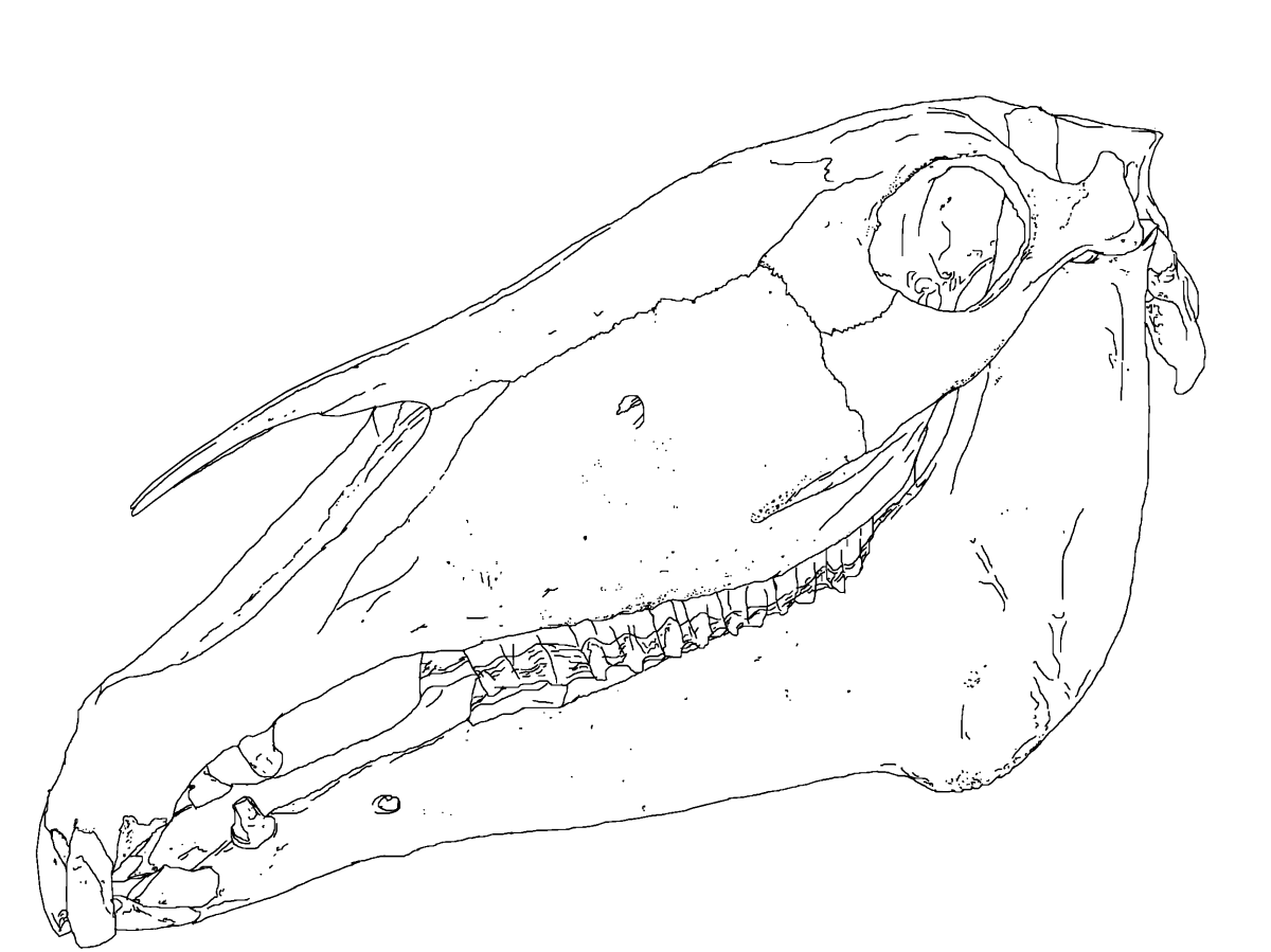 Череп коня рисунок