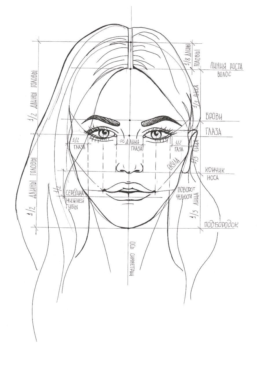 Пропорции лица человека для рисования схема