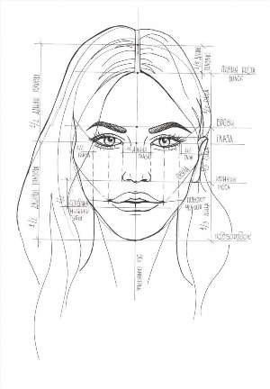 Портрет карандашом пропорции лица