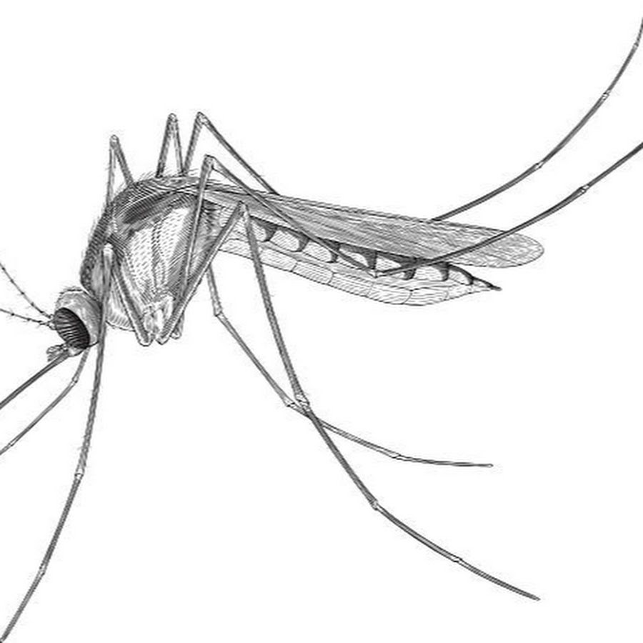 Комар рисунок для детей карандашом