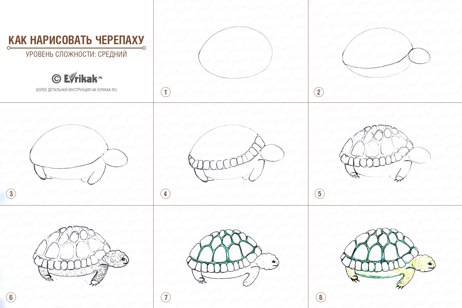 Нарисовать черепаху поэтапно