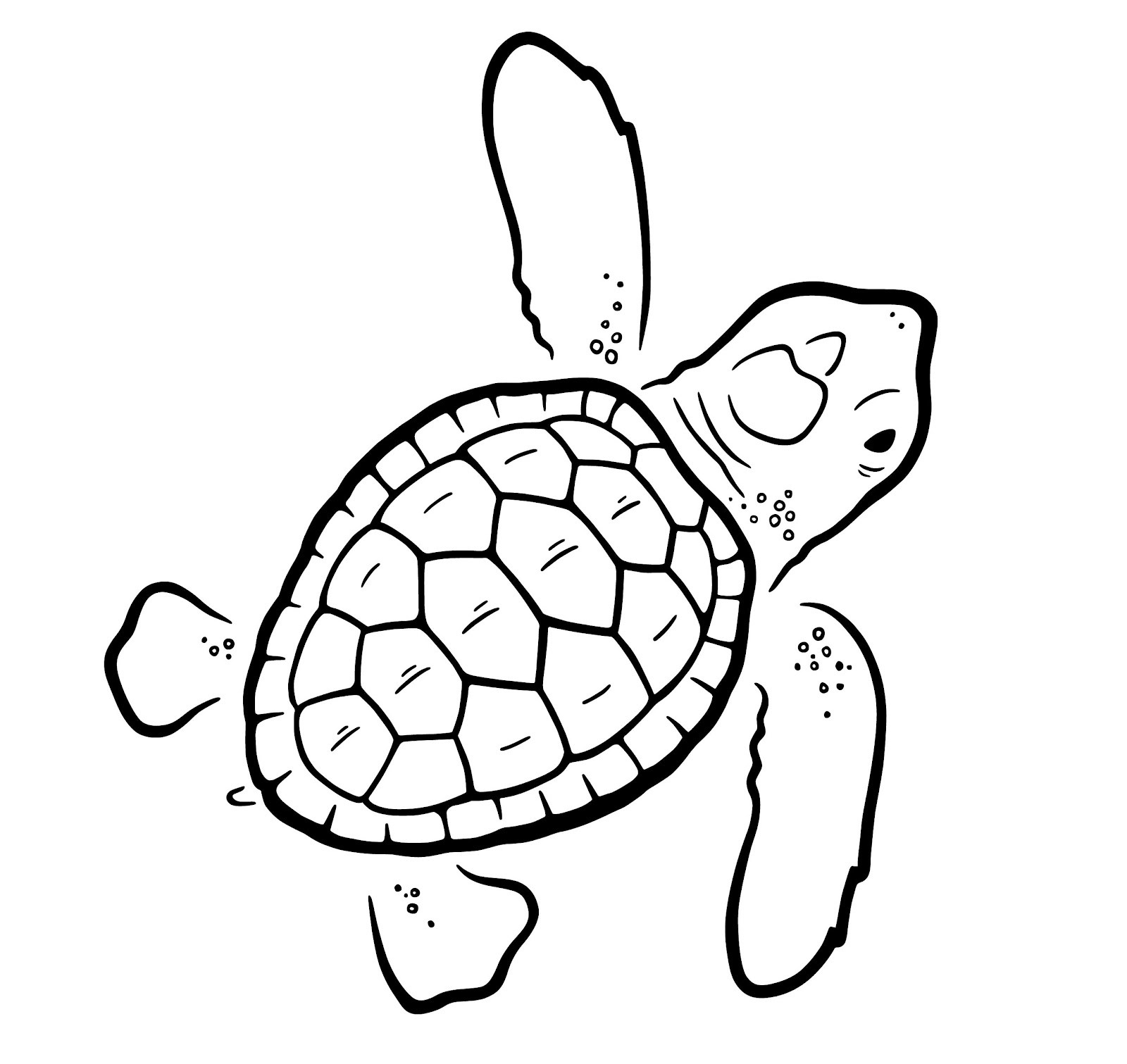 Turtle draw