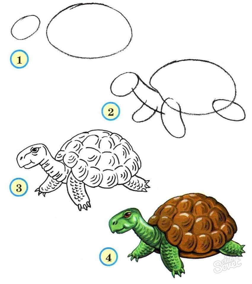 Черепаха рисунок поэтапно