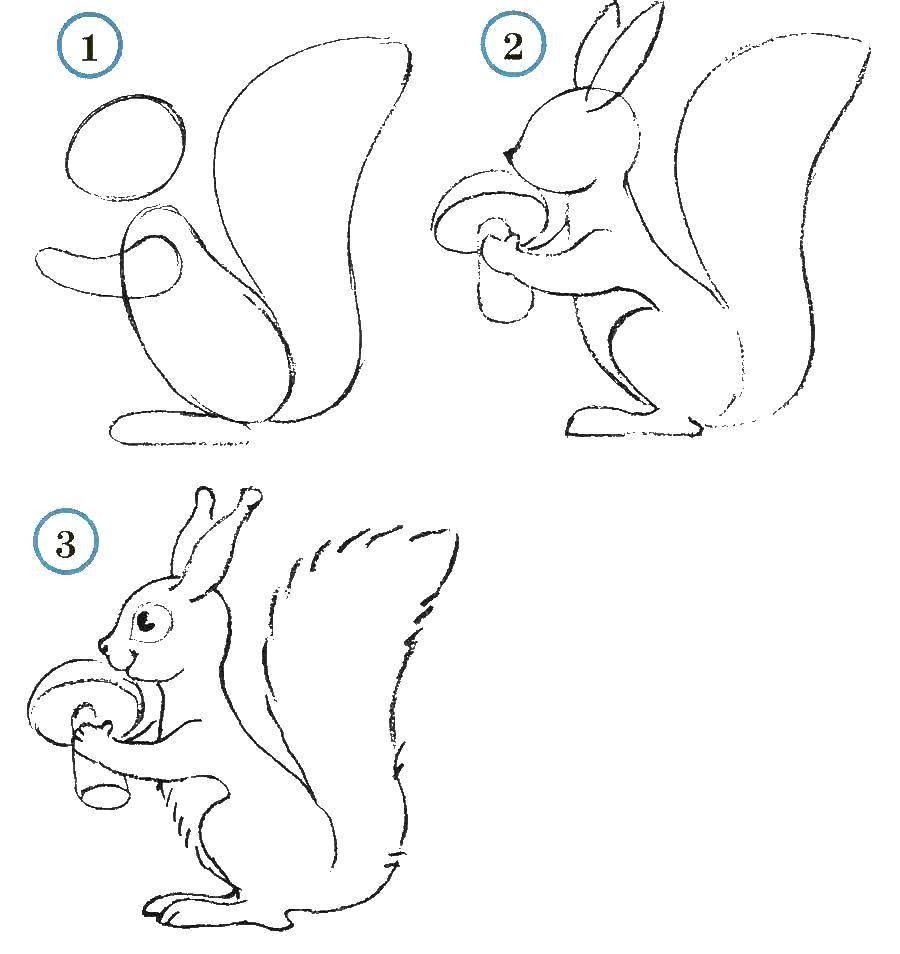 Белка нарисовать легко для детей