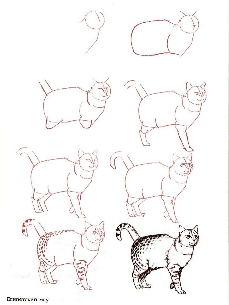 Как нарисовать кота поэтапно для детей. Поэтапное рисование кота. Схема рисования кошки. Кошка пошаговое рисование. Кошка рисунок карандашом.
