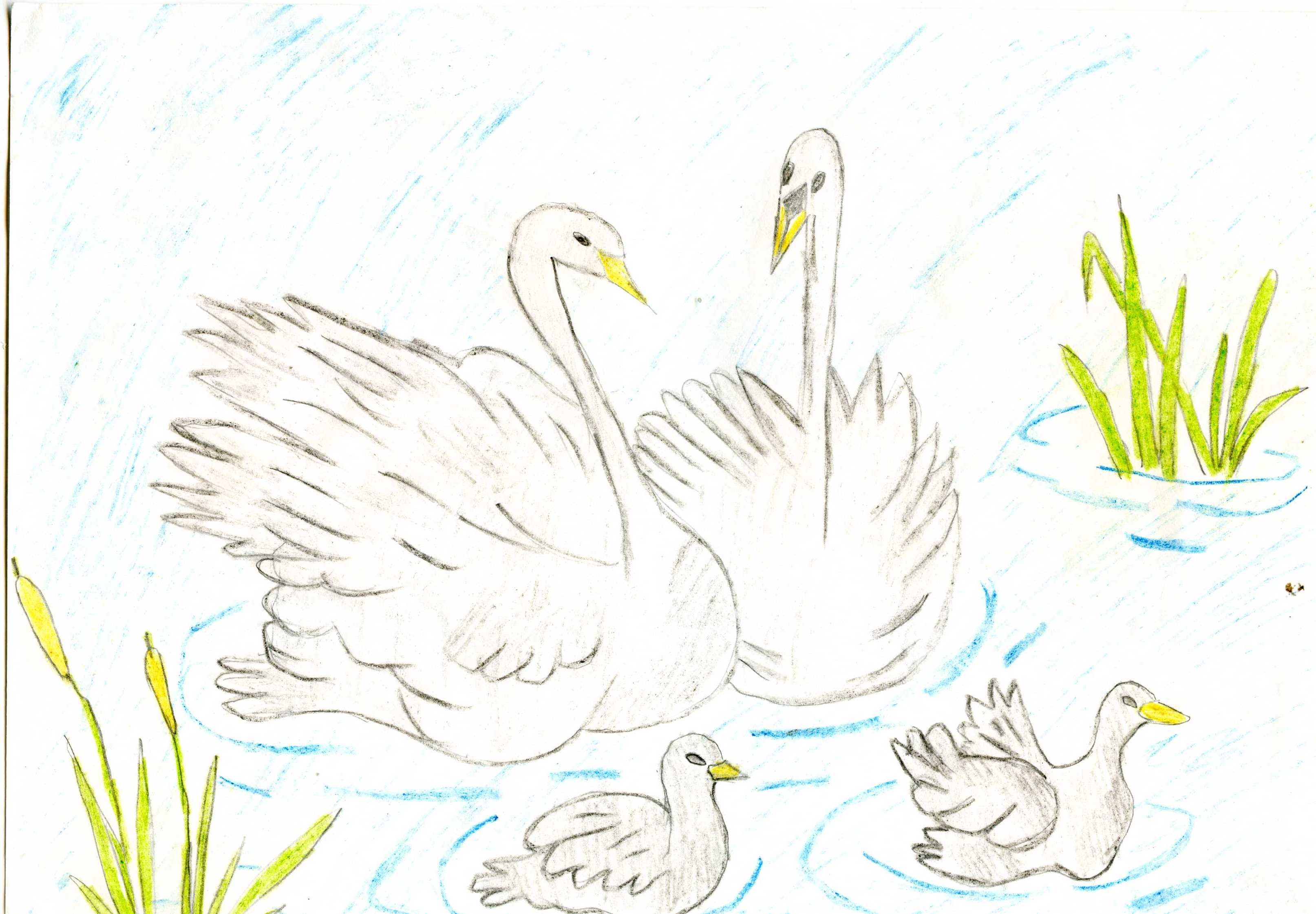 Читательский дневник лебедушка. Лебедь рисунок. Дикие лебеди рисунок карандашом. Лебедь рисунок карандашом. Рисунок лебедя для срисовки.