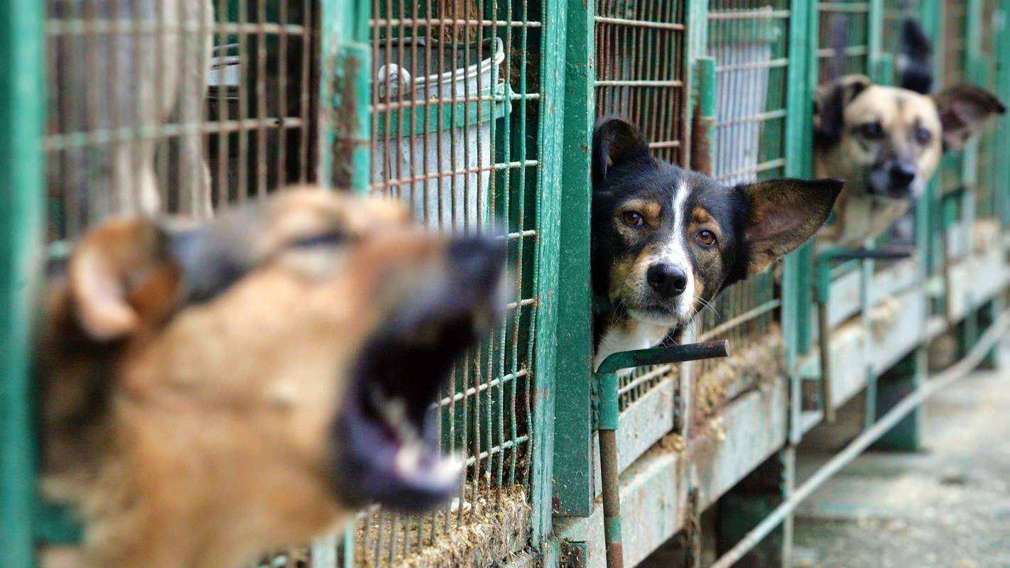 Приюте вокина. Приют для бездомных животных. Собачий приют.