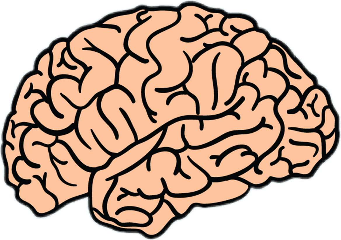 Головной мозг картинка для детей