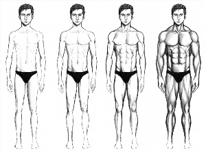 Мужское телосложение рисунок