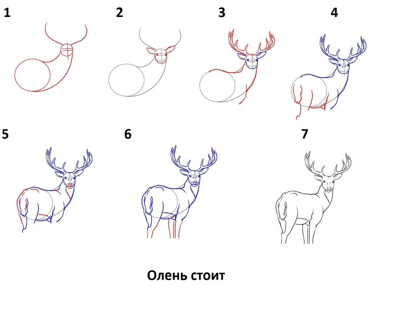 Поэтапный рисунок животного