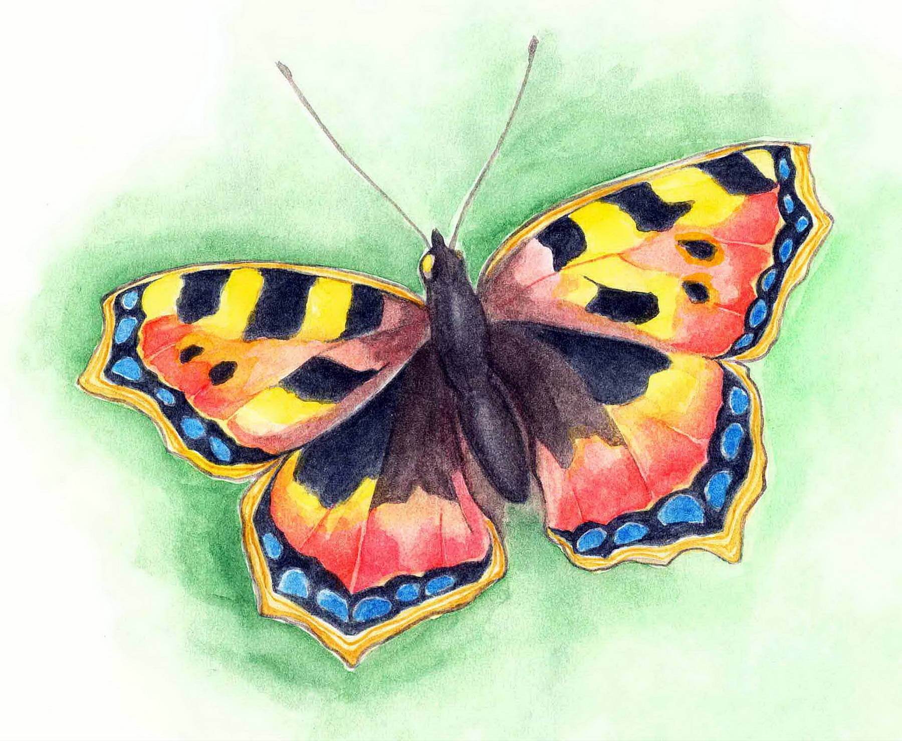 Мир бабочек рисунок. Бабочка рисунок. Разноцветные бабочки. Рисование бабочки. Бабочка цветными карандашами.