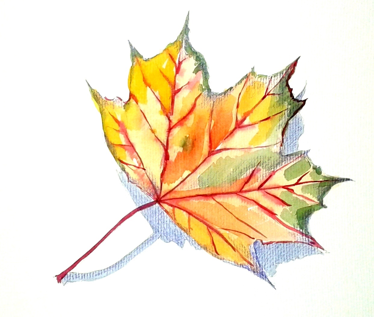 Осенний лист рисунок. Срисовка осенних листьев. Листья для срисовки. Осенние листья для срисовки. Кленовый лист для срисовки.