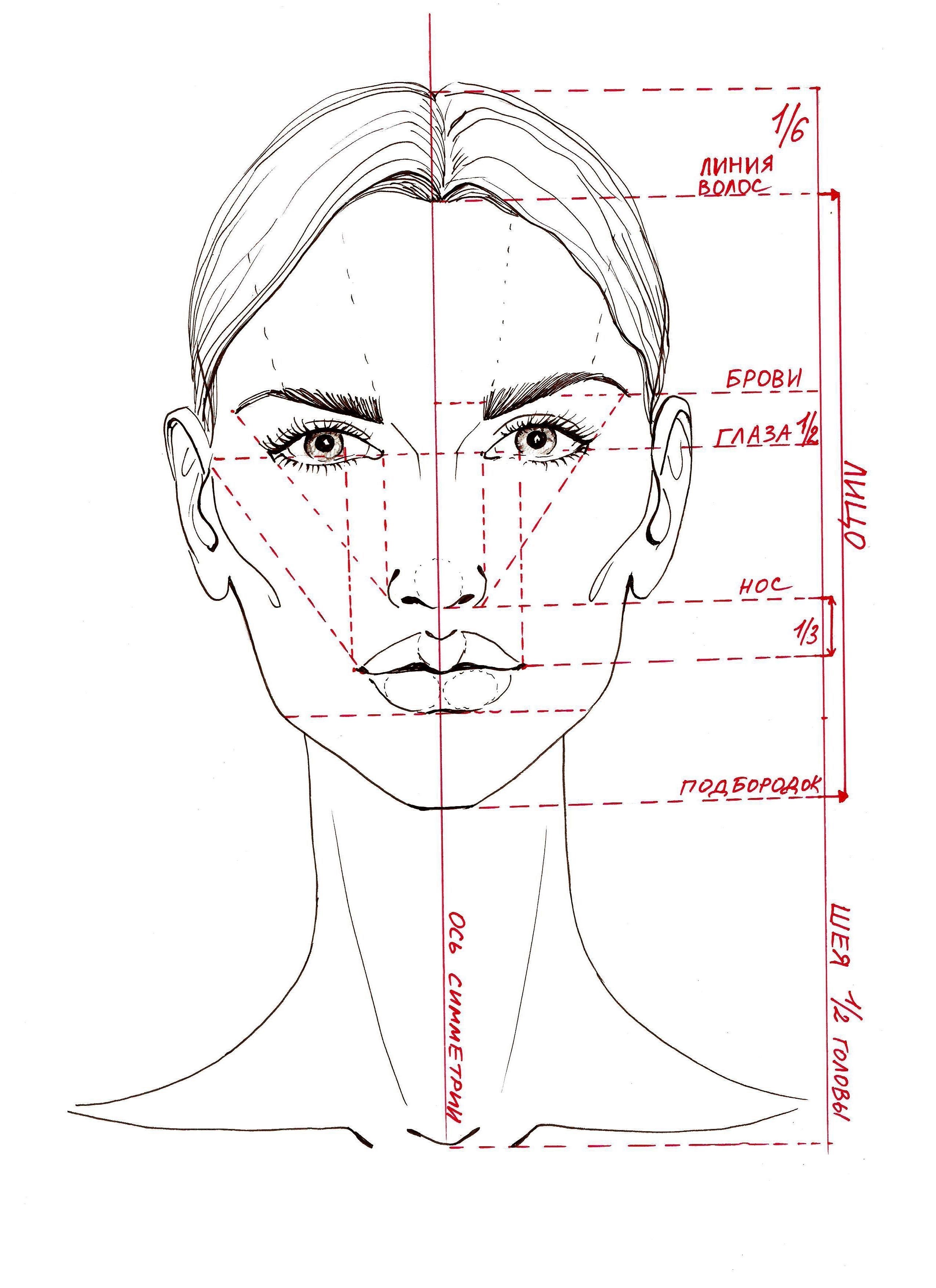Пропорции лица схема