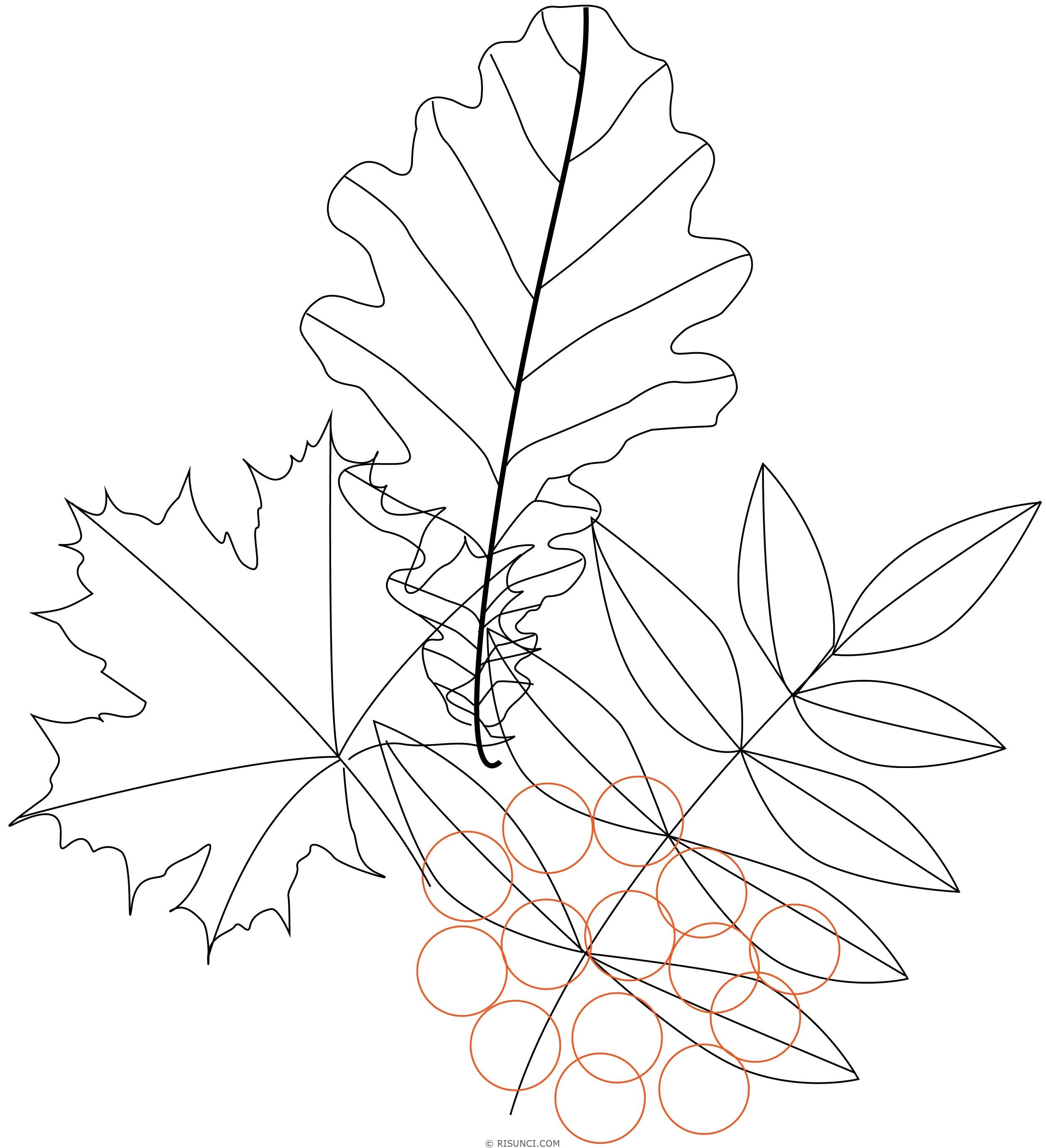 картинки для раскрашивания осенние листья в букете