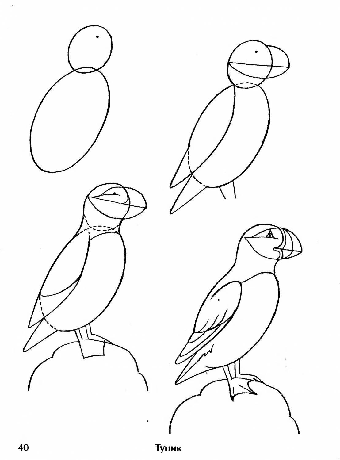 Как рисовать птицу по этапам