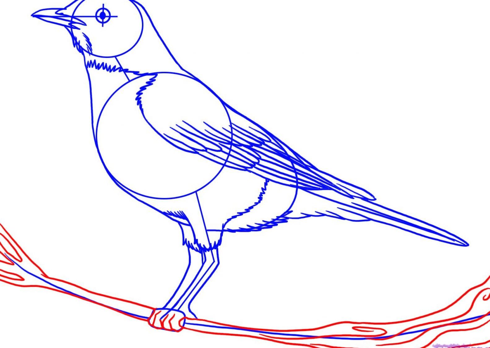 Рисунок птицы 5 класс. Птица сбоку рисунок. Птица боком нарисовать. Птичка с боку рисунок. Птица боком рисунок.