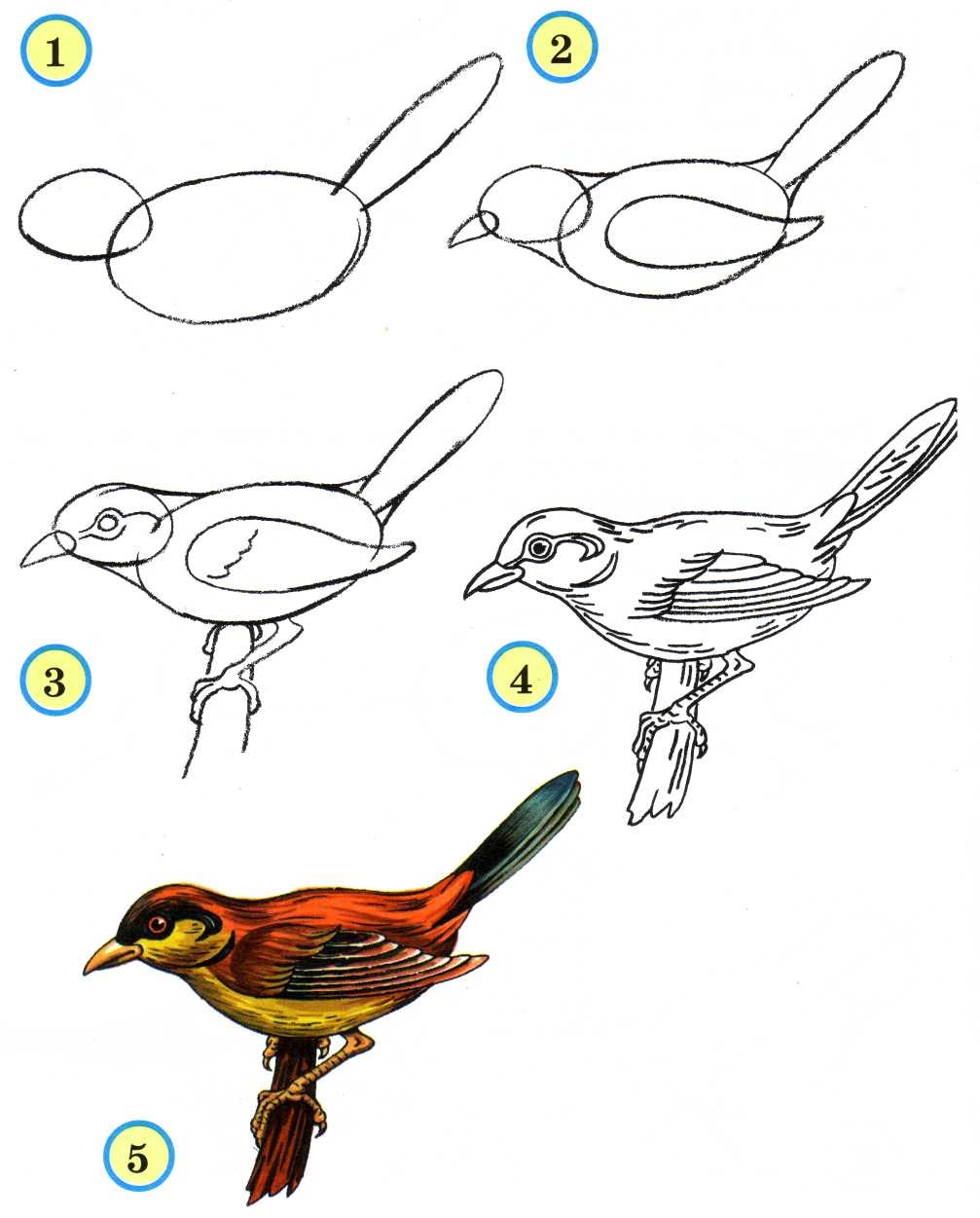 Как поэтапно нарисовать птицу 1 класс