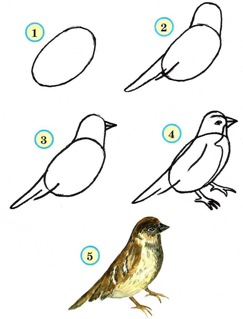 Птица рисунок по шагово