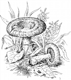 Как нарисовать гриб волнушка