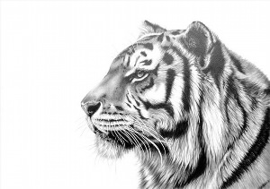 Тигр боком рисунок