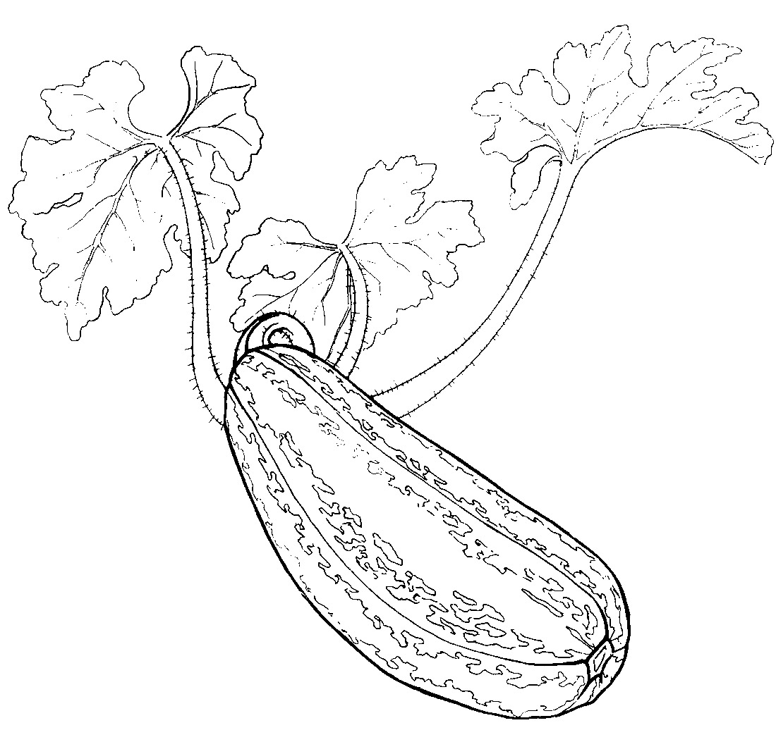 Кабачок картинка для детей раскраска