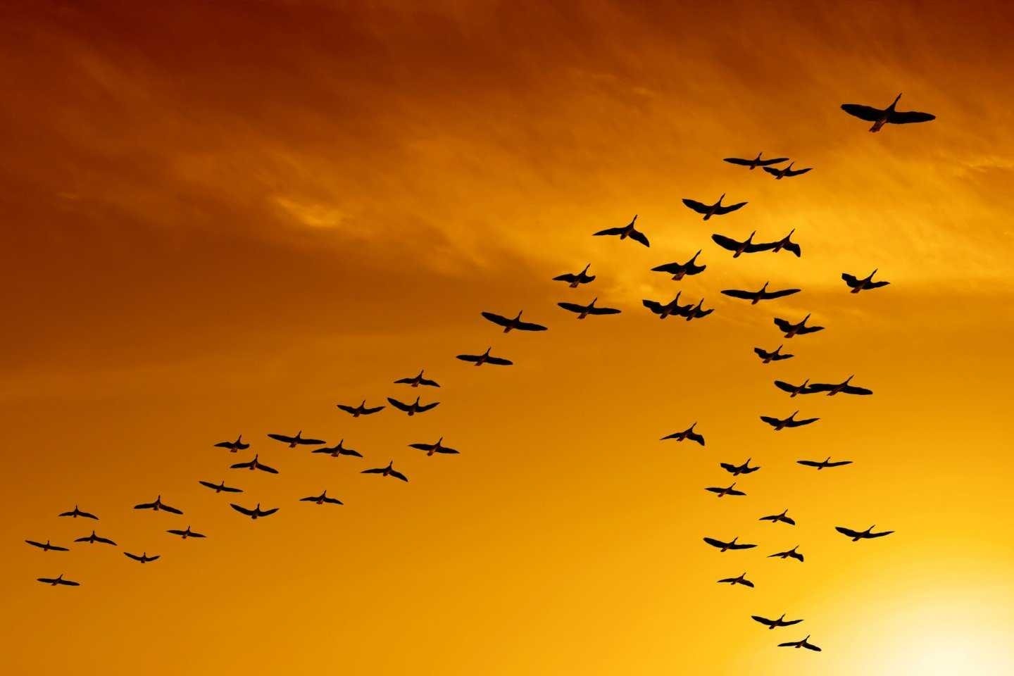 Летящие осенью журавли. Перелётные птицы журавлиный Клин. Перелётные птицы стая Клин. Перелетные птицы улетают на Юг.