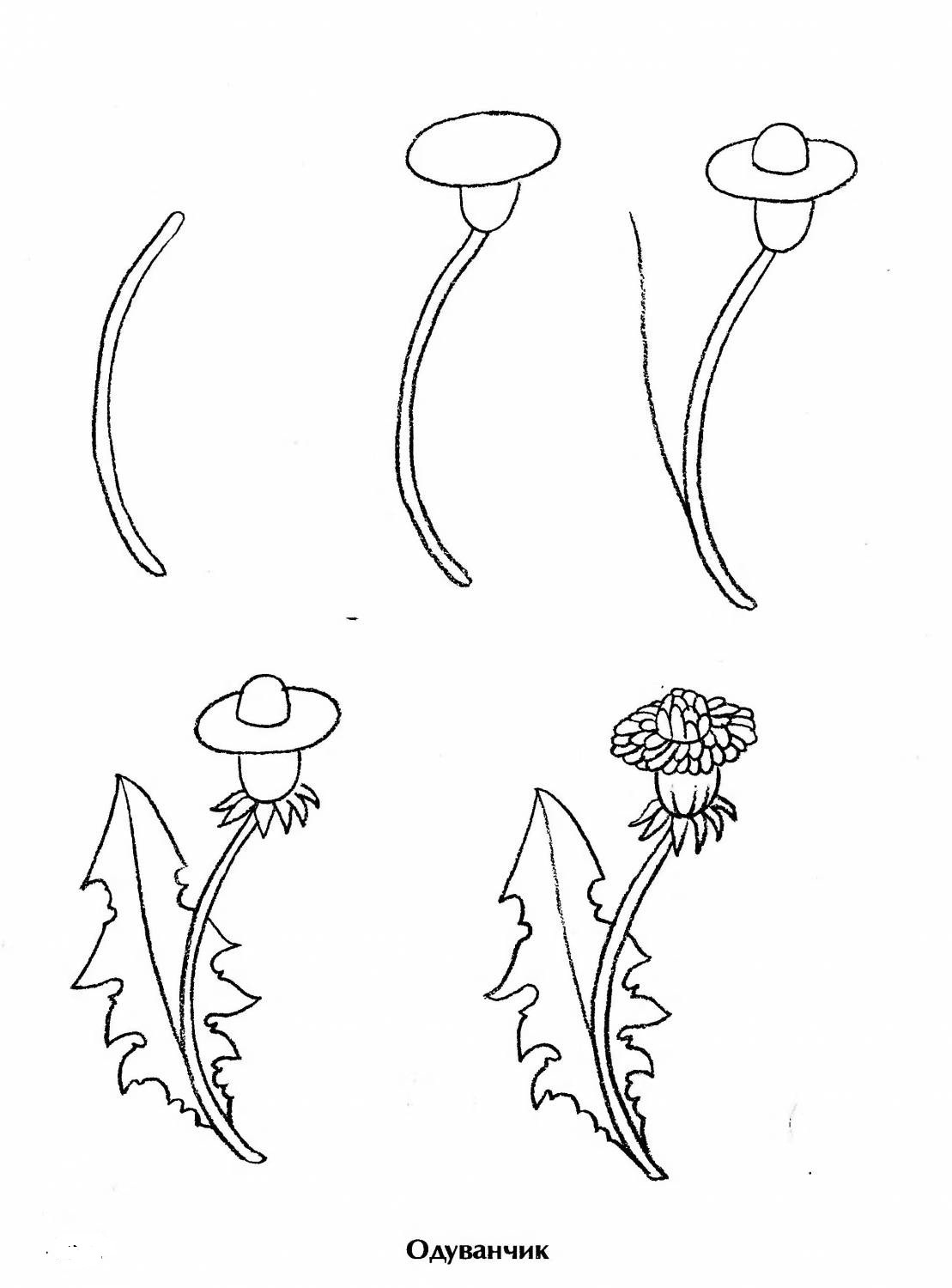 Как нарисовать одуванчик карандашом поэтапно для начинающих 1 класс