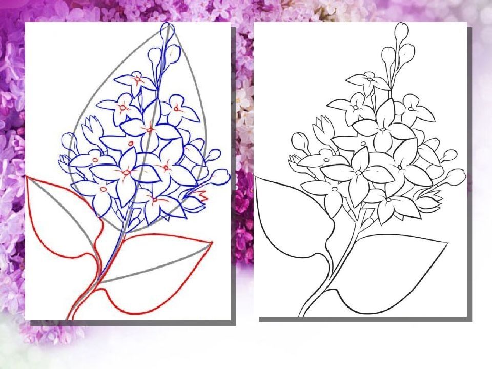 Как нарисовать сирень красками ребенку