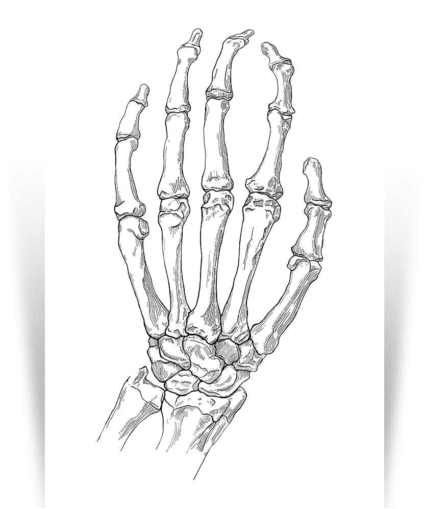 Скелет пальцев человека. Кости запястья анатомия. Скелет лучезапястного сустава. Кисть руки кости референс. Кисть скелета сбоку.
