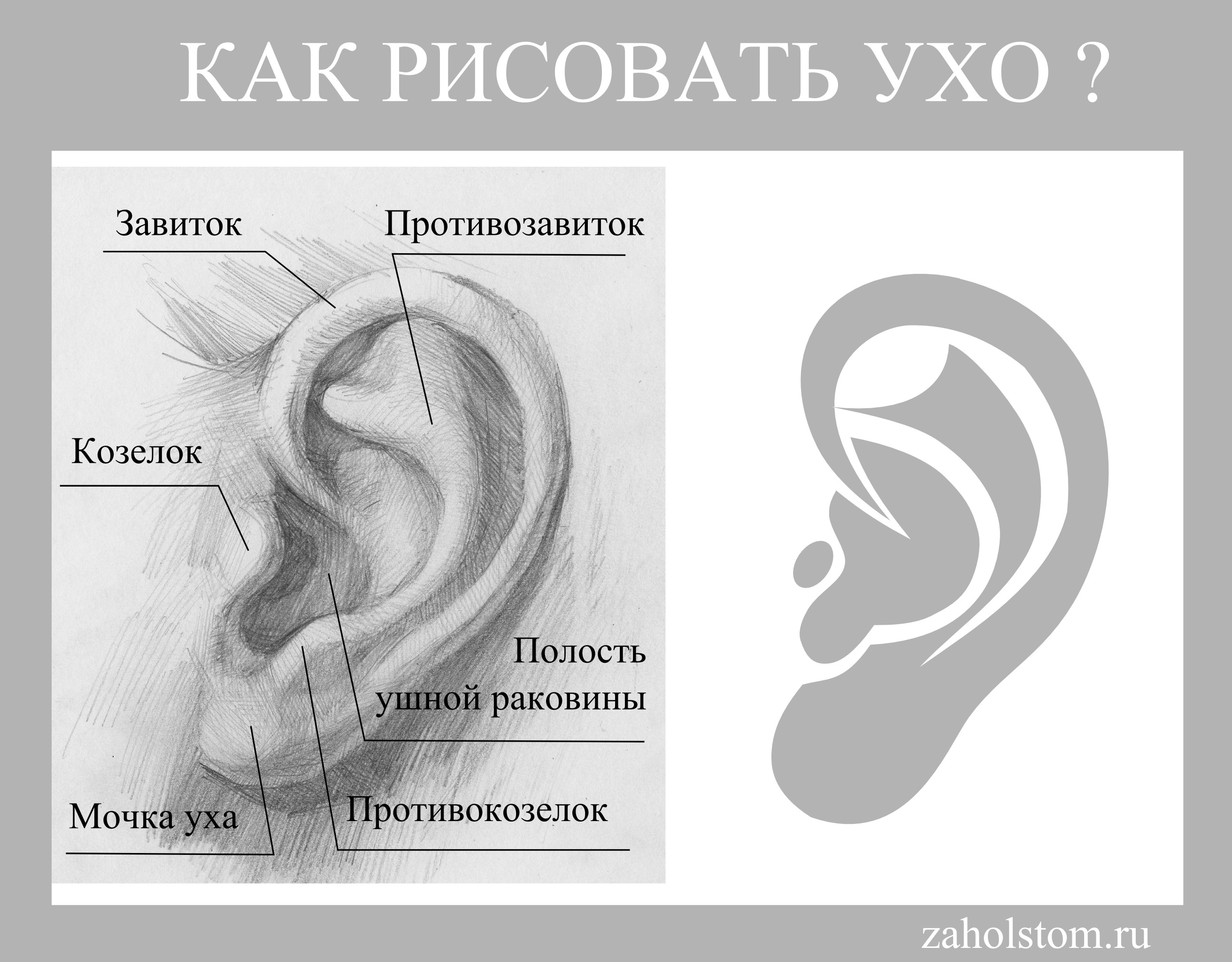 Ухо строение анатомия рисунок