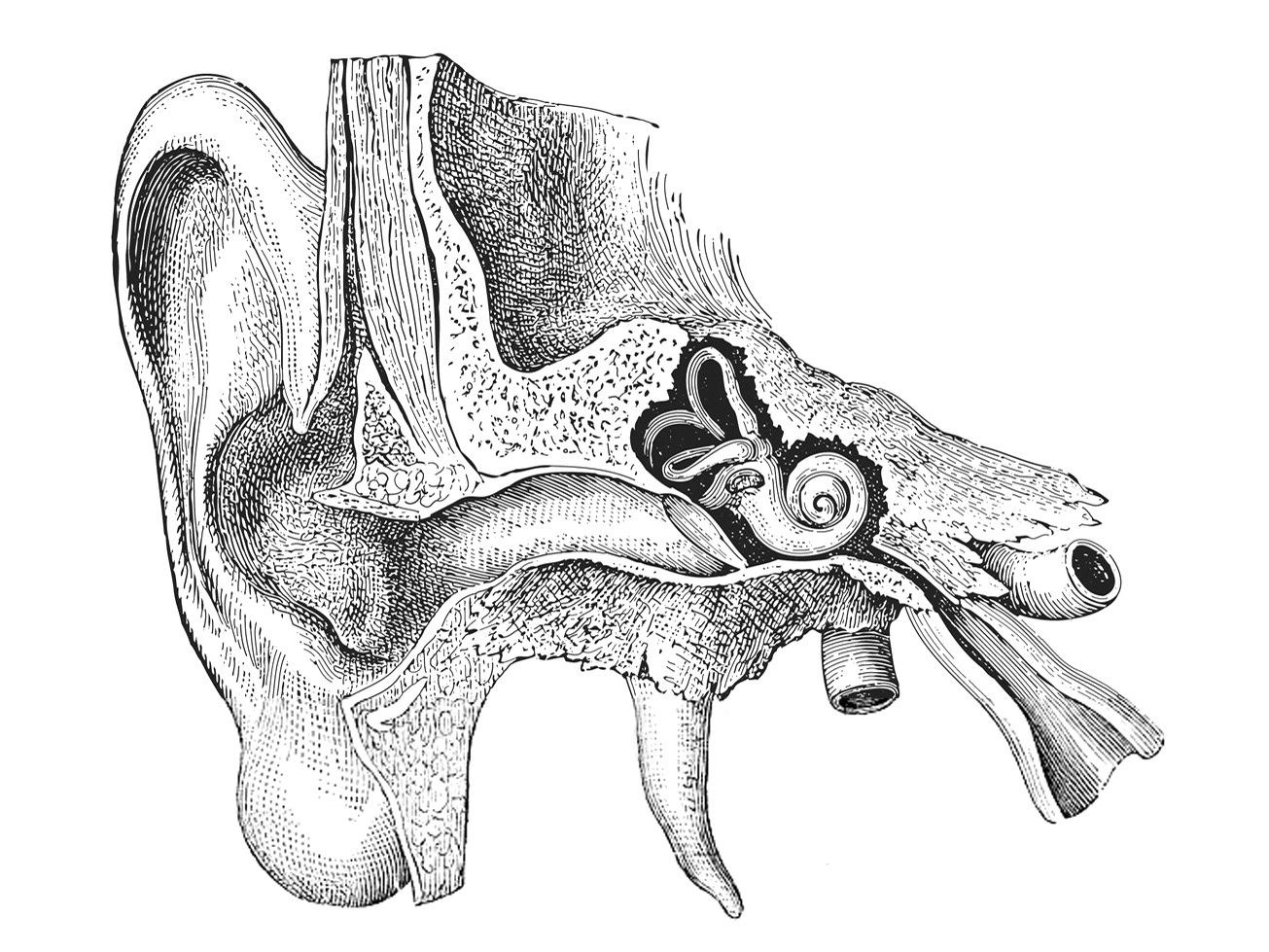 Кость ушной раковины. Анатомия уха для рисования. Ухо рисунок анатомия. Ушная раковина для рисования. Анатомия уха у животных.