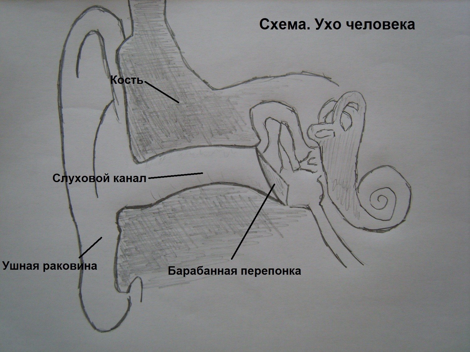 Рисунок строение уха. Ухо человека строение рисунок. Строение уха человека. Строение уха человека схема. Строение уха рисунок.