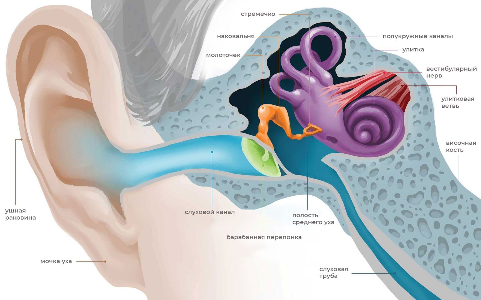 Устройство уха человека фото с описанием и схемами
